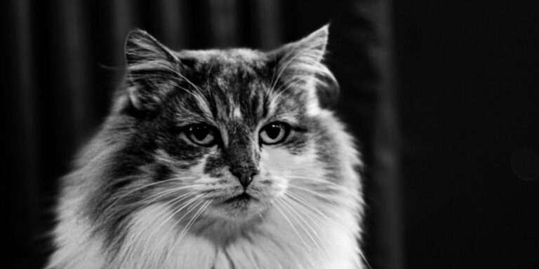 Le chat du photographe